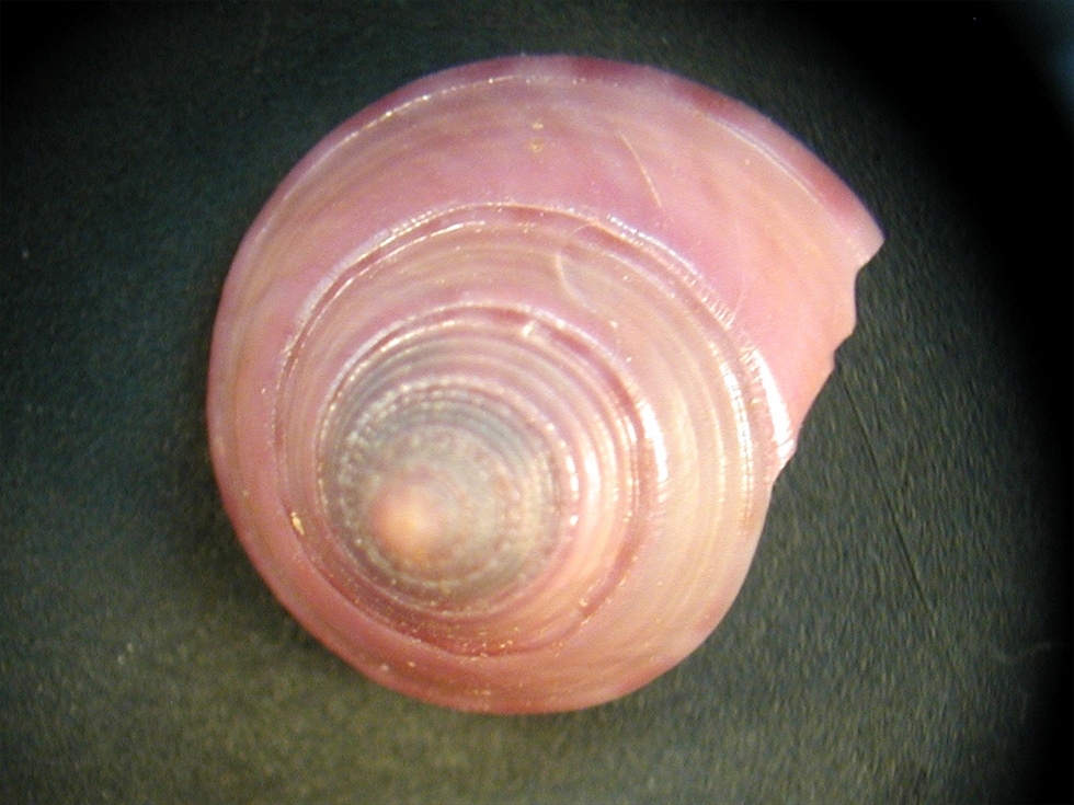 Calliostoma conolum viola & Raphitoma bicolor